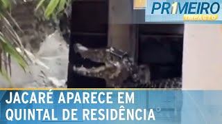 Jacaré invade residência e assusta moradores de Caxias MA  Primeiro Impacto 290324 [upl. by Lanaj]