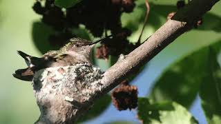 Rubythroated Hummingbird Nesting June 2024 [upl. by Arni]