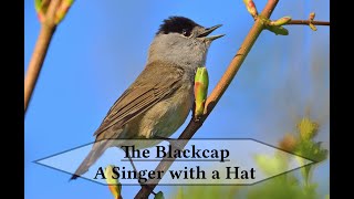 The Blackcap  A Song that Inspires Songs [upl. by Bevus]