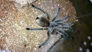 Grammostola porteri Care and Set Up [upl. by Lubet]