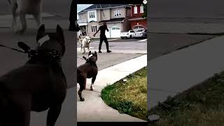 Pitbull vs Alabai dogs behavior and body language viral youtubeshort new dog doglover shorts [upl. by Gigi]