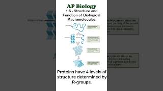 AP Bio  15 Part 2  Protein Structures apbiology biochemistry [upl. by Ahseniuq507]