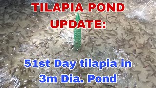 51st day ng aming 1st batch tilapia sa concrete pond [upl. by Mehetabel]