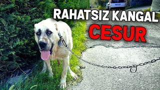 RAHATSIZ KANGAL CESUR İLE ORMAN TURU  yasak bölge [upl. by Murtha555]