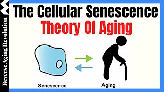 The Cellular Senescence Theory Of Aging  Dr Darren Baker Presentation Clips [upl. by Feil293]