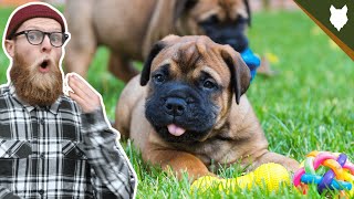 What To Do With A NEW BULLMASTIFF PUPPY [upl. by Hilton]