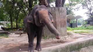 01Zoo Negara Hulu Klang bmy 25Nov2013 131837 [upl. by Sinai]