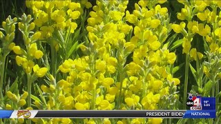 Annual Wasatch Wildflower Festival is back [upl. by Enelehs]