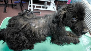 We Are Back Grooming A Dog With A Skin Problem [upl. by Ellennad]