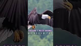 Falcon  WildLife falcon mrarhampro subscribe ytshorts viralshorts [upl. by Nolahc]