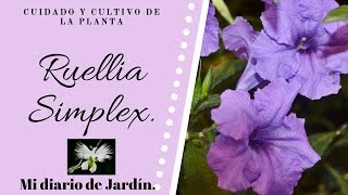 LA RUELLIA SIMPLEX EN FLORACION PETUNIA MEXICANA Mi diario de jardin [upl. by Nitsur]