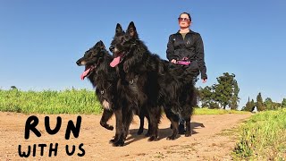 Groenendaels Running with 2 Belgian Shepherds and my husbands reasons why we shouldnt [upl. by Eetnod]