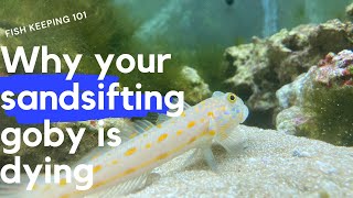 Why most sand sifting gobies will die [upl. by Kciregor]