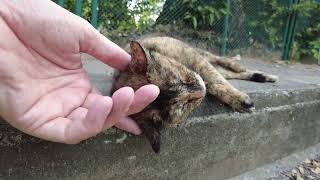 Tortoise shell street cat is a bit shy but eventually she wants some petting She is a cute cat [upl. by Yendis480]