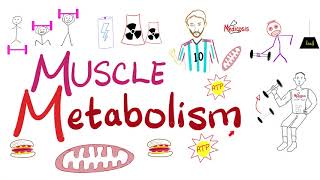 Muscle Metabolism Creatine Phosphokinase CPK Glycolysis TCA cycle ETC  Physiology [upl. by Gorton]