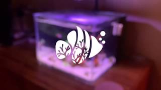 3 Gal Pico Reef Tank Update Clownfish Cleaning Caulastrea [upl. by Hew]