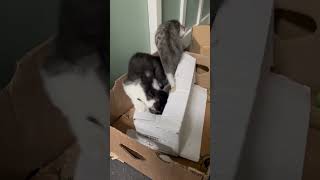 Kitten opens mystery box Surprise  kittens box play cute funny cat surprisebox [upl. by Nytsuj]