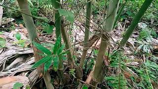 Advantages of Planting Giant Bamboo From Seeds [upl. by Nnaul]