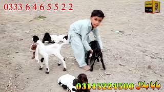 baba bilal ki kamori bachoon wali bakriyan goat farming in Pakistan goat business [upl. by Connel325]