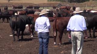 Supplying Hereford Cattle to Feedlots [upl. by Rannug]