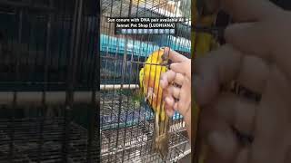 All types of pets available birds petmart pets petshop ludhiana punjab youtubeshorts shorts [upl. by Laehpar140]