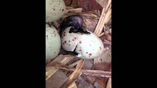 WWT London  Moorhen chicks hatching [upl. by Nosro]