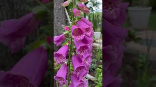 Relaxing 60 seconds of FOXGLOVES garden gardening plants flowers [upl. by Eedissac]