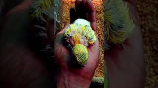 Bodri bird new born baby shortstrending viralvideo parrot birds comedy funnyBirdbreeding28 [upl. by Pollux]