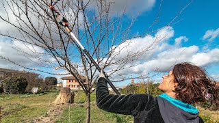 COME POTARE IL SUSINO 🌳 [upl. by Enelra]