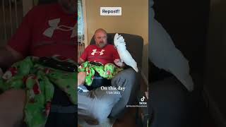 Buster the cockatoo ranting king Liquor directions amp vegetables [upl. by Hamo]