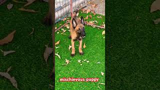 mischievous puppy Malinois training dog malinois becgiegermanshepherd chó pets dog😍😍 [upl. by Akihc183]