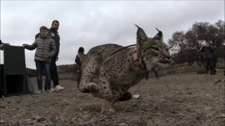 Iberian lynx returns to the wild [upl. by Kress]