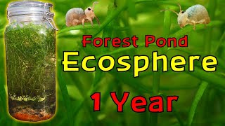 ISOLATING Pond Water inside a JAR for a YEAR │ Woodland Pond Ecosphere  1 Year Update [upl. by Enneibaf]