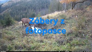 zabery z fotopasce26 rujakalisko [upl. by Atiluj97]