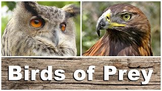 Birds of Prey  Kestrel Sparrowhawk Golden amp Bald Eagle Peregrine Falcon Tawny Owl and More [upl. by Nee]