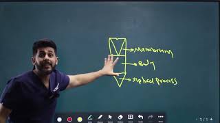 Sternum Anatomy amp Clavicle Articulation شرح بالعربي الدكتور تقي المياحي [upl. by Anastos112]