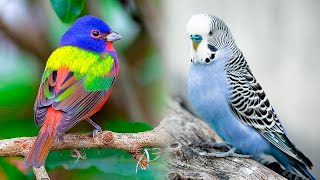 The Most Popular PET BIRD Breeds 🐦 [upl. by Par832]