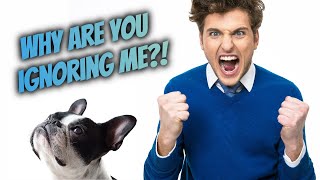 5 Reasons Your Dog Wont Listen to You [upl. by Halima]