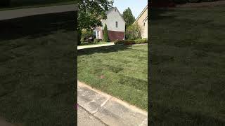 Front yard sod installation [upl. by Yrrol]