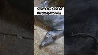 Symptoms of Hypomagnesemia l dr umar khan [upl. by Oneill]