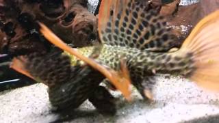 My pleco l114l128l190 [upl. by Aytak39]