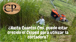 Desafío ¿Hasta Dónde Puede Cortar Pongo a Prueba la Cortadora de Césped VanBeek Stihl [upl. by Jarib134]