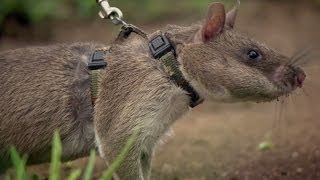 Rats Save Humans From Landmines  Extraordinary Animals  Series 2  Earth [upl. by Tutankhamen879]