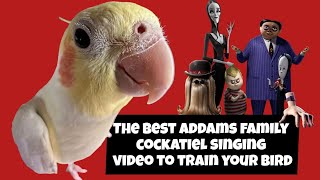 The best Addams family COCKATIEL SINGING video to train your bird COCKATIEL TRAINING SONG WHISTLE [upl. by Norabal108]