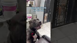 Pitbull dog Attack🐕pitbulldog attack shorts dog angrydog [upl. by Orford]