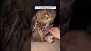 This man rescued an injured owl that was lying helplessly and then animalshorts shortvideo [upl. by Enrahs456]