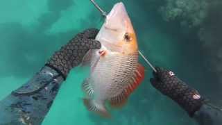 Onebreath Spearfishing Whitsundays [upl. by Ellenar]