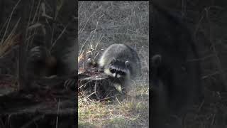 A Raccoon Spotted Marking Territory [upl. by Ellon]