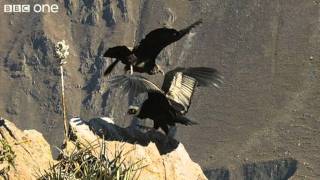 Condor Teaches Youngster to Fly Narrated by David Tennant  Earthflight  BBC [upl. by Ikceb712]