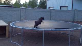 Baby Goat discovers trampoline [upl. by Llewellyn]